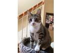 Adopt Spirit Young Male a Domestic Shorthair / Mixed (short coat) cat in