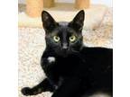 Adopt Clayton a All Black Bombay / Mixed (short coat) cat in Knoxville