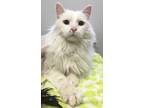 Adopt Einstein a White Domestic Longhair / Domestic Shorthair / Mixed cat in