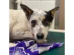 Adopt HARVEY* a White - with Black Australian Cattle Dog / Mixed dog in Tucson