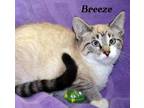 Adopt Breeze a Domestic Shorthair / Mixed cat in Hot Springs Village
