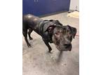 Adopt Ellie a Black American Pit Bull Terrier / Mixed dog in Monks Corner