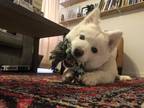 Adopt Nikko a White American Eskimo Dog / Pomeranian / Mixed dog in Newark