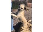 Adopt Mr. Pibb A Pug / Terrier (Unknown Type, Medium) / Mixed Dog In Cottonwood