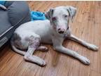 Adopt Sullivan a White Catahoula Leopard Dog / Mixed dog in Monks Corner