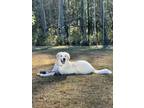 Adopt Bear a White Great Pyrenees / Mixed dog in Summerville, SC (33735250)