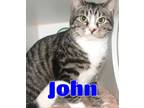 Adopt #5100 John a Gray, Blue or Silver Tabby Domestic Shorthair / Mixed (short