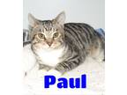 Adopt #5100 Paul a Gray, Blue or Silver Tabby Domestic Shorthair / Mixed (short