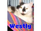 Adopt #5108 Westly a Black & White or Tuxedo Domestic Longhair / Mixed (long