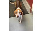 Adopt Honey a Brown/Chocolate Beagle / Mixed dog in Amelia, VA (33736403)