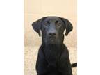 Adopt Tanjiro 42326 a Black Labrador Retriever / Mixed dog in Aiken