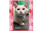 Adopt Chum a White Domestic Shorthair / Domestic Shorthair / Mixed cat in