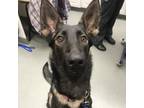 Adopt Howie a Black German Shepherd Dog / Mixed dog in Riverside, RI (33736301)