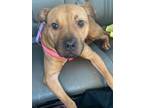 Adopt Baby Girl a Tan/Yellow/Fawn American Staffordshire Terrier / Mixed dog in