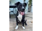 Adopt St. Valentine a American Pit Bull Terrier / Mixed dog in Germantown