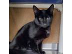 Adopt Aguamenti a All Black Domestic Mediumhair / Domestic Shorthair / Mixed cat