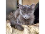 Adopt Accio a Gray or Blue Domestic Mediumhair / Domestic Shorthair / Mixed cat