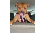 Adopt Mama Bear a Brown/Chocolate American Staffordshire Terrier / Mixed dog in