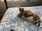 Adopt Pumpkin a Orange or Red Tabby Domestic Shorthair / Mixed (medium coat) cat