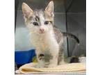 Adopt Simba a White Domestic Shorthair / Domestic Shorthair / Mixed cat in