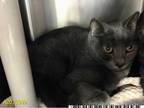 Adopt COBY a Gray or Blue Domestic Shorthair / Mixed (short coat) cat in West