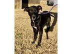 Adopt Brooke a Black - with White Labrador Retriever / Mixed dog in Hagerstown