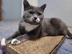 Adopt Sox a Gray or Blue (Mostly) Domestic Shorthair / Mixed (short coat) cat in