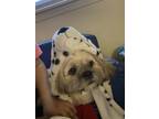 Adopt Maui a Tricolor (Tan/Brown & Black & White) Lhasa Apso / Mixed dog in