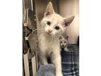 Adopt Harris a Tan or Fawn Siamese / Domestic Shorthair / Mixed cat in Batavia
