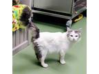 Adopt Clancy a White Domestic Longhair / Domestic Shorthair / Mixed cat in