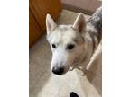 Adopt Levi a Siberian Husky / Mixed dog in Crystal Lake, IL (33735943)