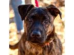 Adopt Xenon a Brindle Black Mouth Cur / Terrier (Unknown Type