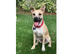 Adopt Triscuit a Tan/Yellow/Fawn - with Black Mixed Breed (Medium) / Mixed Breed