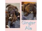 Adopt Ginger Ale a Brindle American Staffordshire Terrier dog in Colorado