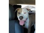 Adopt Beau a White - with Brown or Chocolate Pit Bull Terrier dog in Dallas