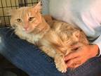 Adopt Alfred a Orange or Red Tabby Domestic Longhair cat in Oradell