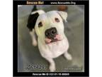 Adopt Barney a White - with Black American Staffordshire Terrier dog in Benton
