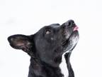 Adopt Echo a Black - with White German Shepherd Dog / American Staffordshire
