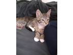 Adopt Stella A Domestic Mediumhair / Mixed (long Coat) Cat In Darien