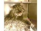 Adopt TABITHA a Brown Tabby Domestic Mediumhair / Mixed (medium coat) cat in Van