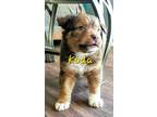 Adopt Koda a Brown/Chocolate Australian Shepherd / Pit Bull Terrier dog in