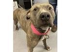 Adopt Dodger a American Pit Bull Terrier / Mixed dog in Beebe, AR (33735488)