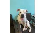 Adopt Fido a American Pit Bull Terrier / Mixed dog in Fresno, CA (33735024)