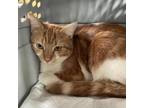 Adopt Johan a Orange or Red Domestic Shorthair / Mixed cat in Fairfax Station