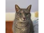 Adopt Josie a Gray or Blue Domestic Shorthair / Mixed cat in Fairfax Station