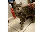 Adopt Angel a Brown Tabby American Shorthair / Mixed (short coat) cat in San