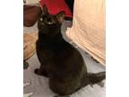Adopt William (bonded To Olive) a Domestic Shorthair / Mixed cat in Duncan