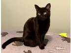 Adopt Olive (bonded To William) a Domestic Shorthair / Mixed cat in Duncan