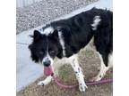 Adopt Oreo A Black Border Collie / Mixed Dog In Yuma, AZ (33735429)