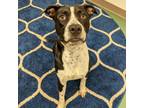 Adopt Onyx A Black Pit Bull Terrier / Mixed Dog In Ft Pierce, FL (33735415)